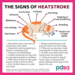 Signs of heatstroke in cats…