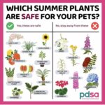 Summer Plant Savvy…